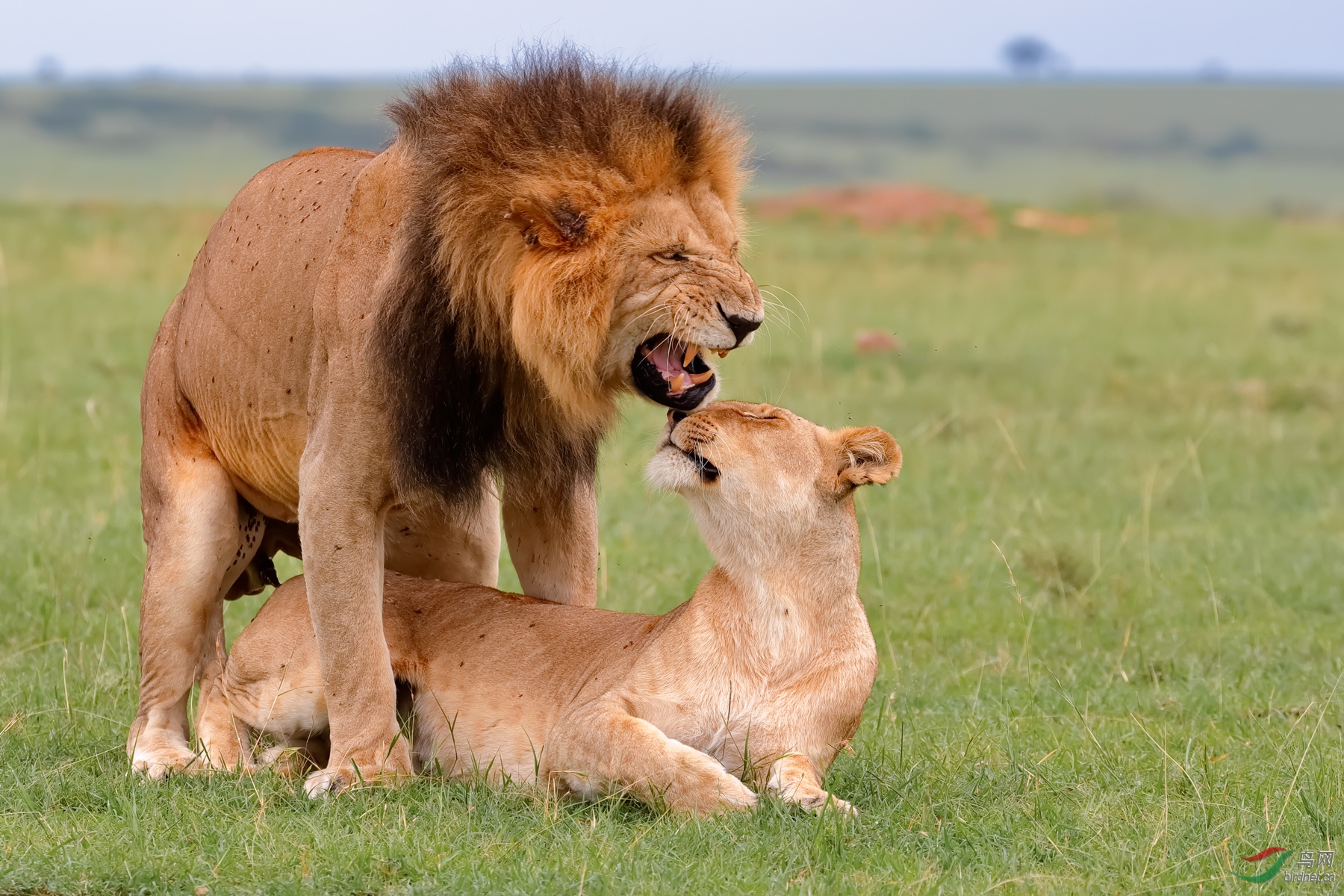 狮子营6545非洲狮交配缩.jpg