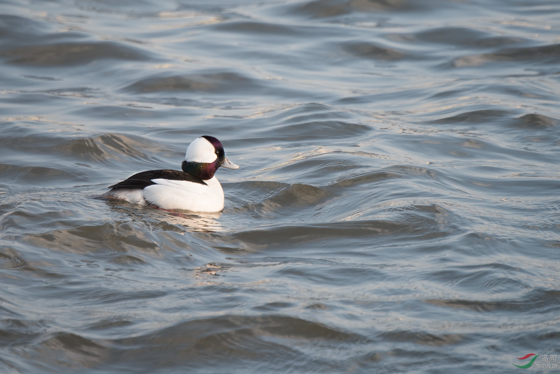 游弋的白枕鹊鸭
