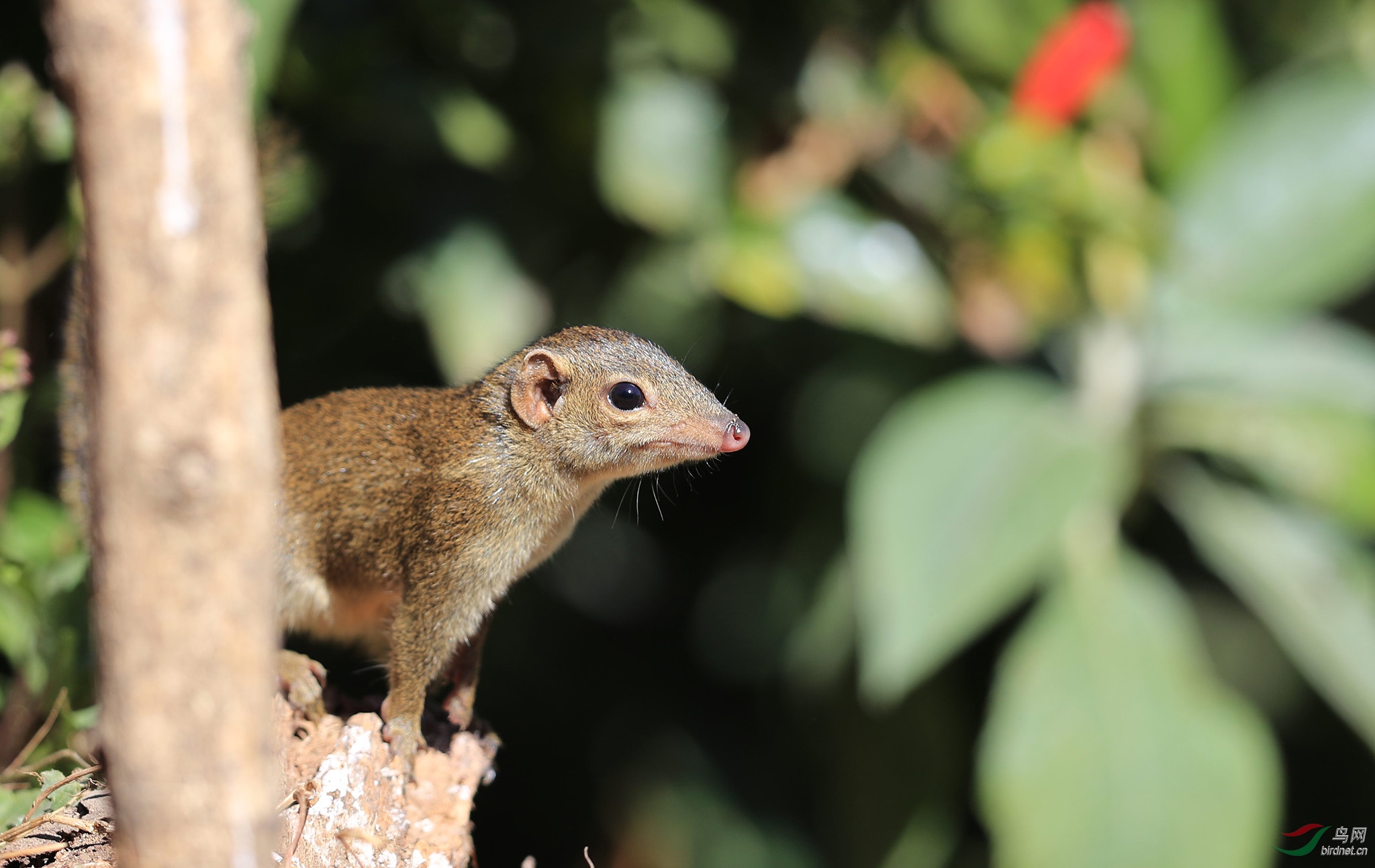 长得怪怪的松鼠不知名字