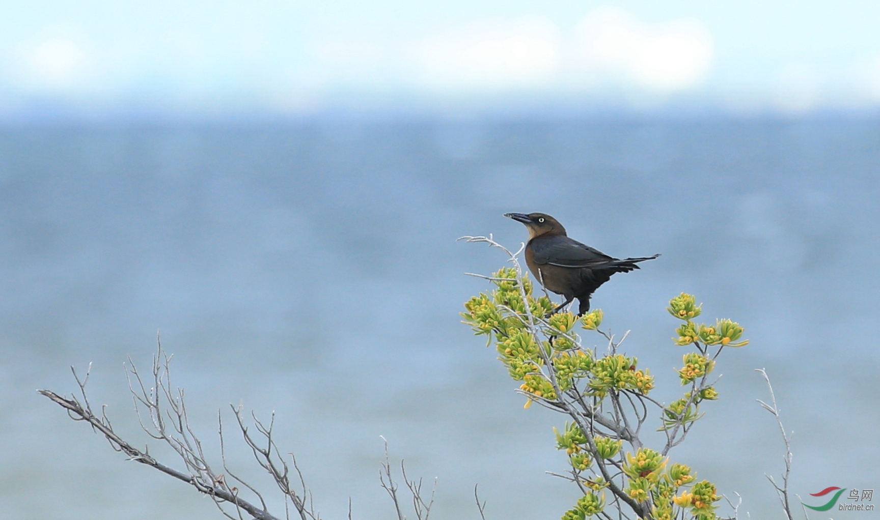 大尾拟八哥——墨西哥