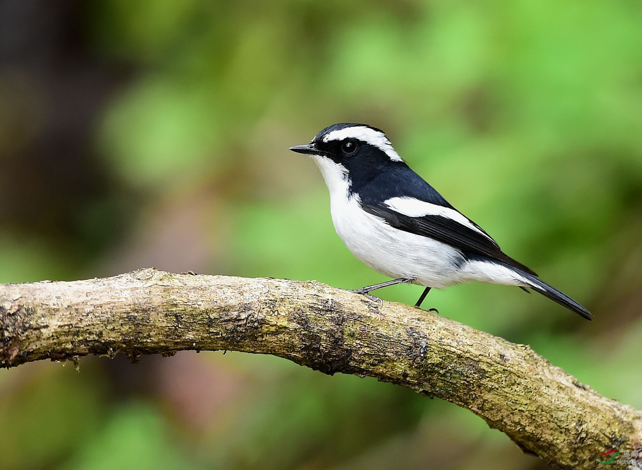 小斑姬鹟 - 江西版 jiangxi 鸟网
