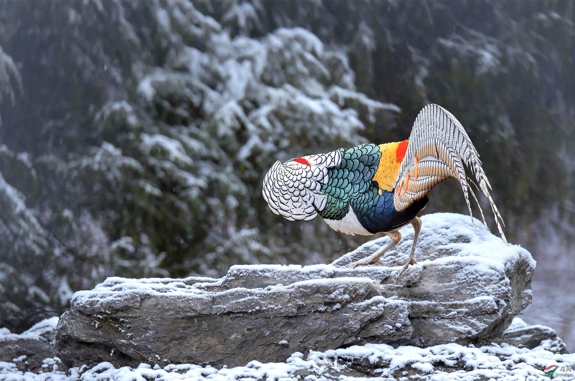 雪地雄凤白腹锦鸡