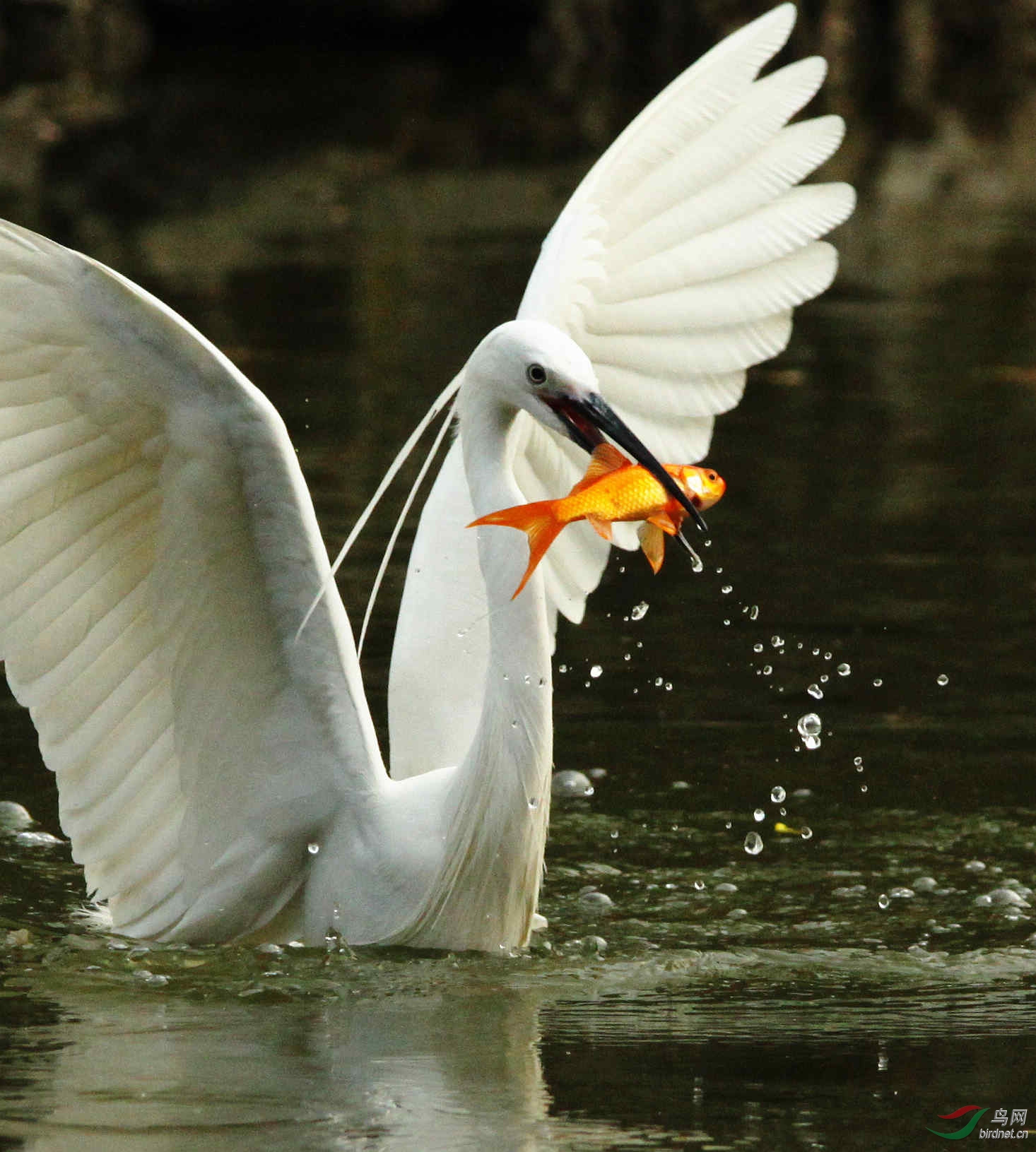 难得拍到的白鹭捕食红鱼追焦十连拍