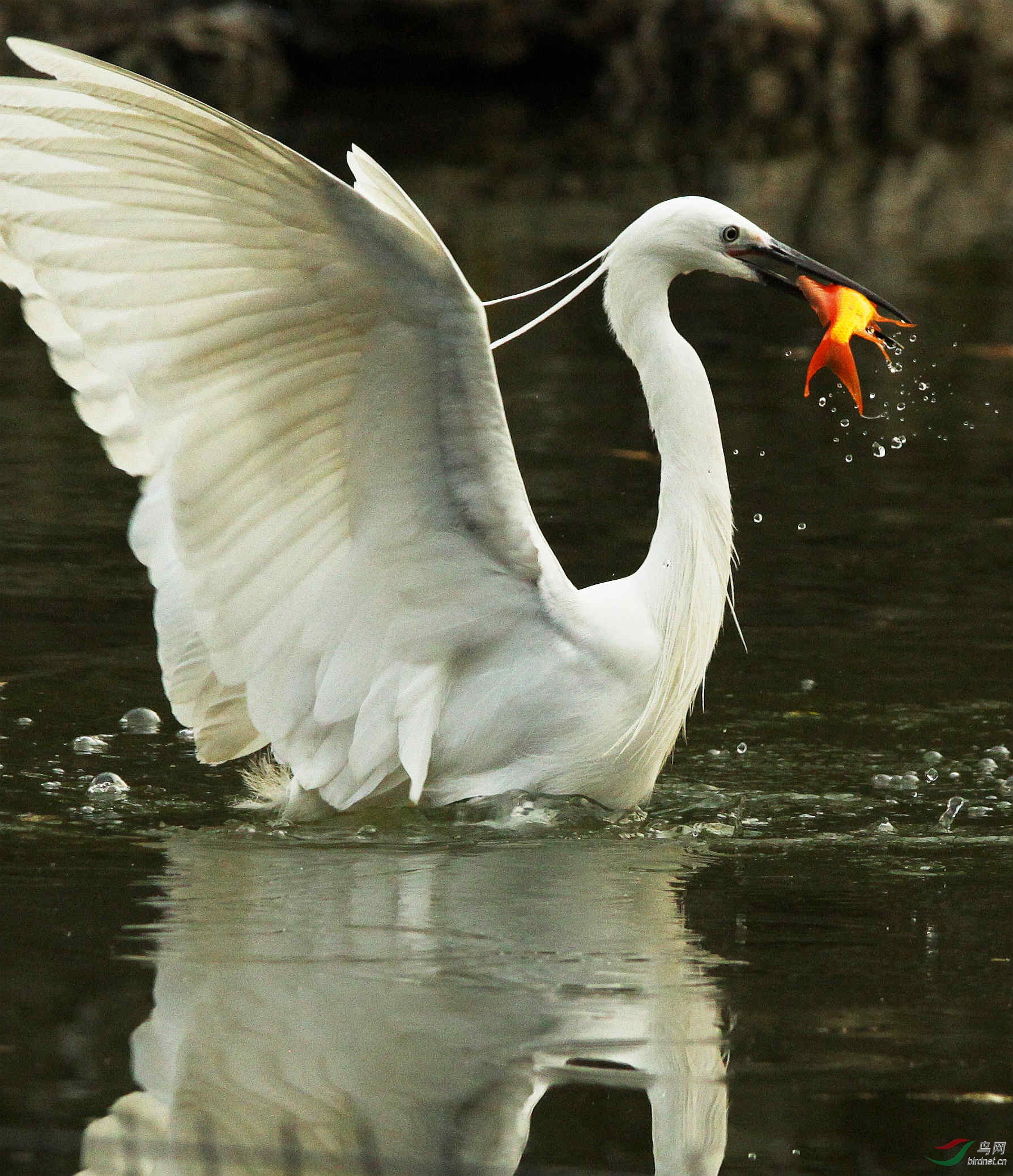 难得拍到的白鹭捕食红鱼追焦十连拍