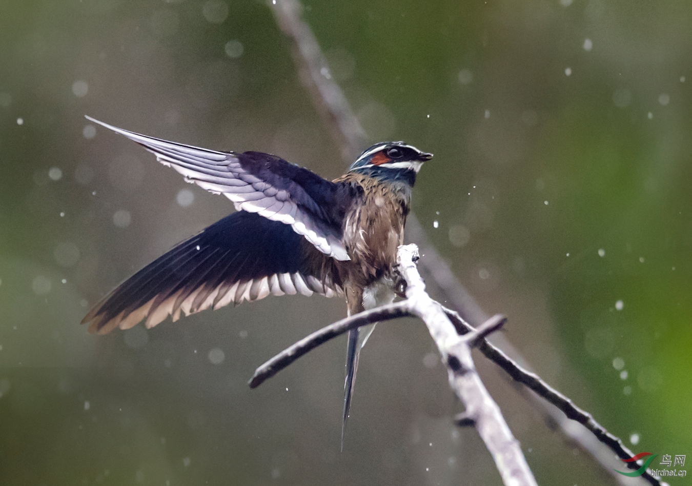 雨中小须凤头树燕
