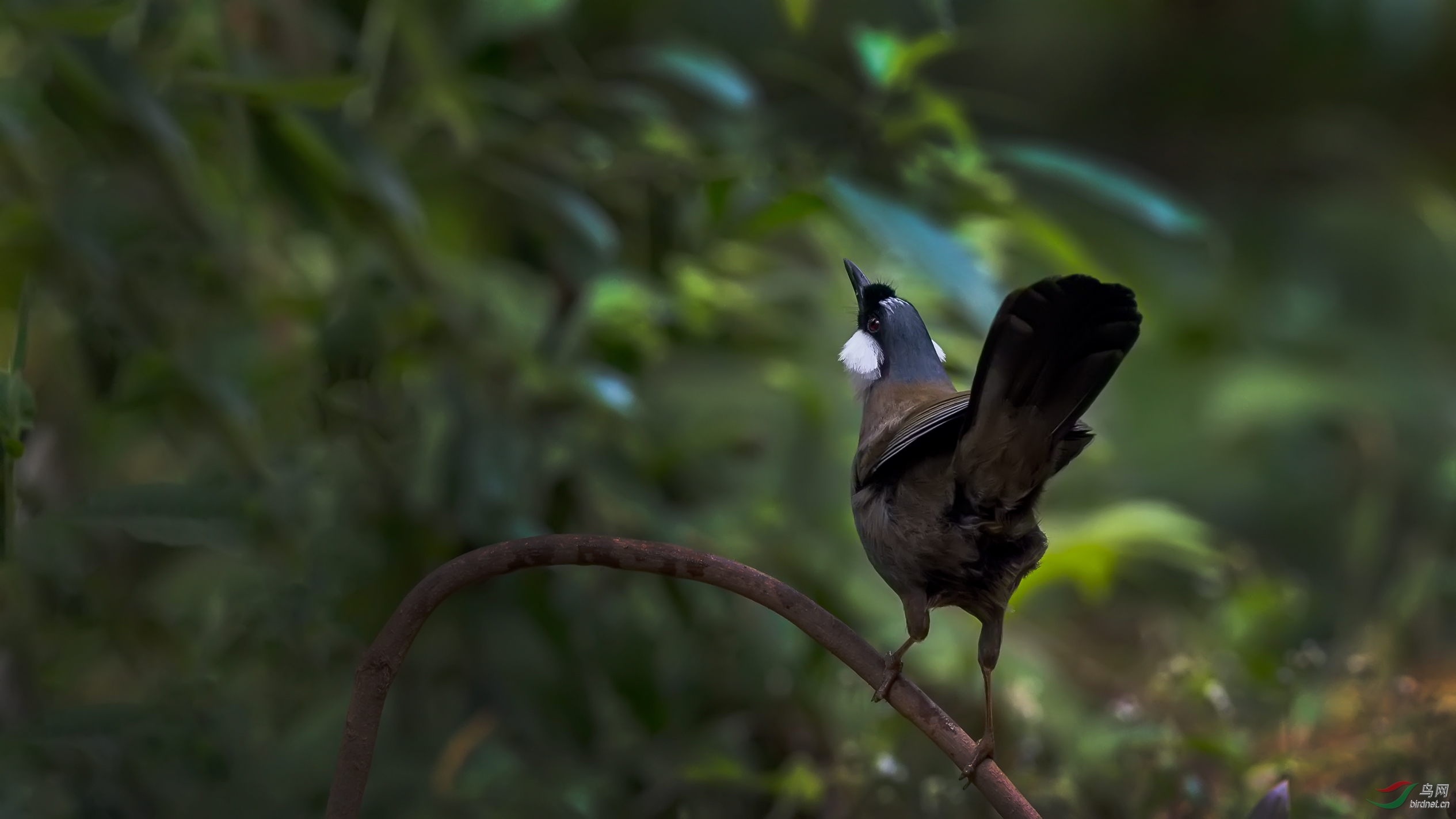 春天里的黑喉噪鹛