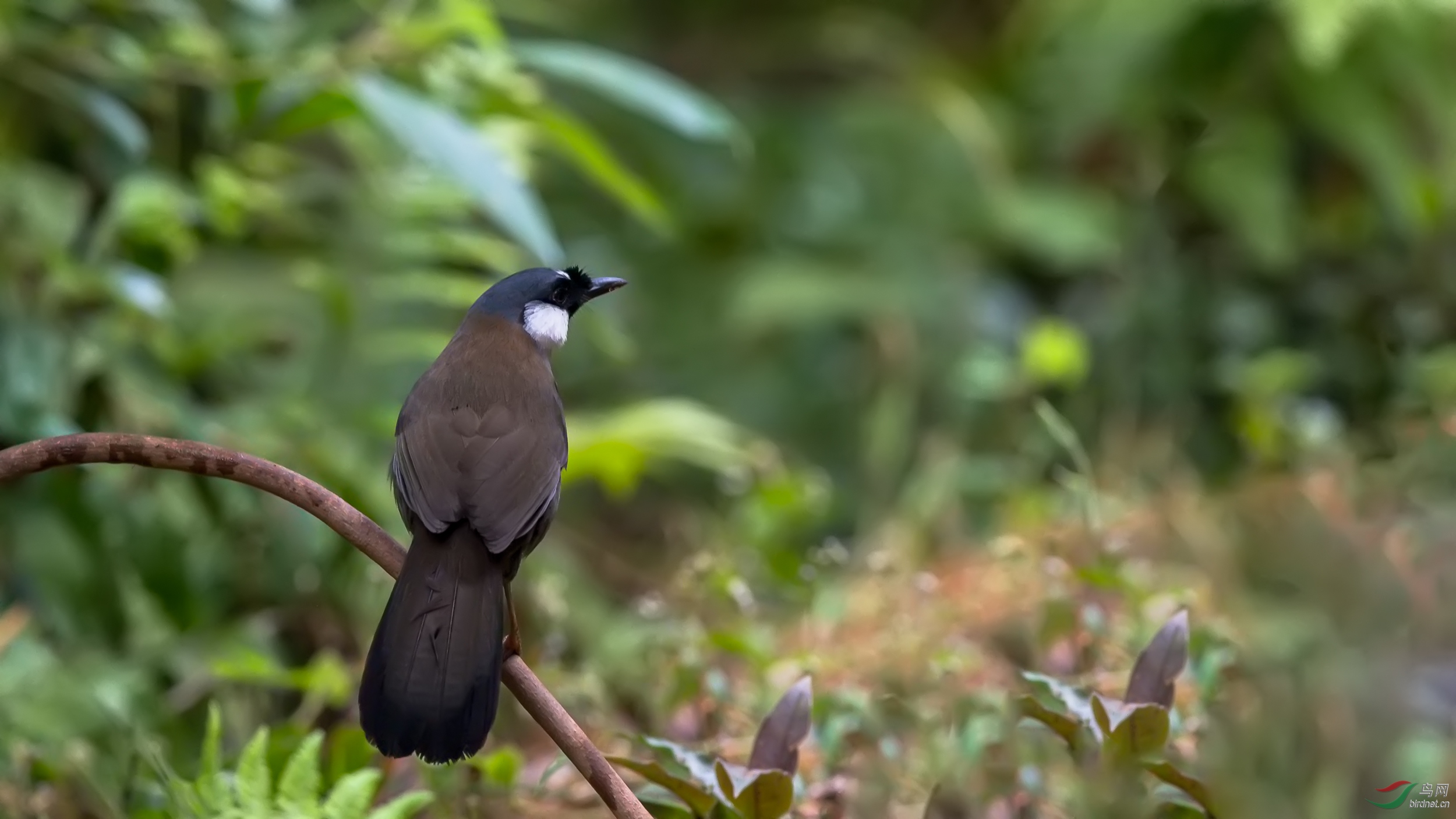 春天里的黑喉噪鹛