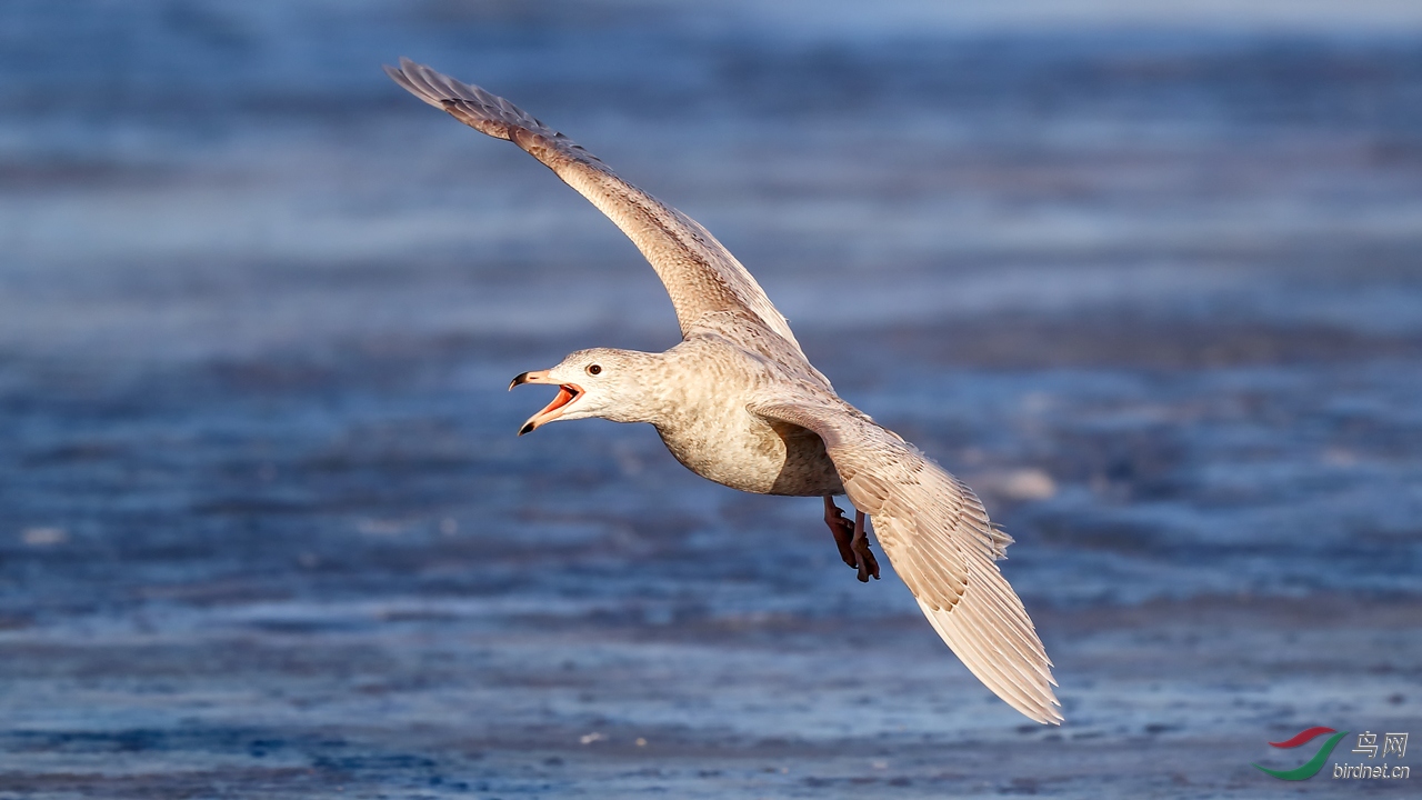北极鸥 - 河北版 hebei 鸟网