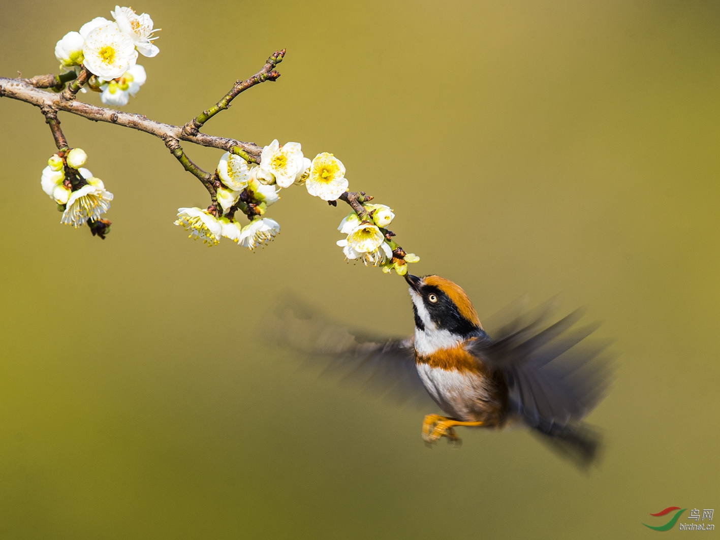 花鳥圖