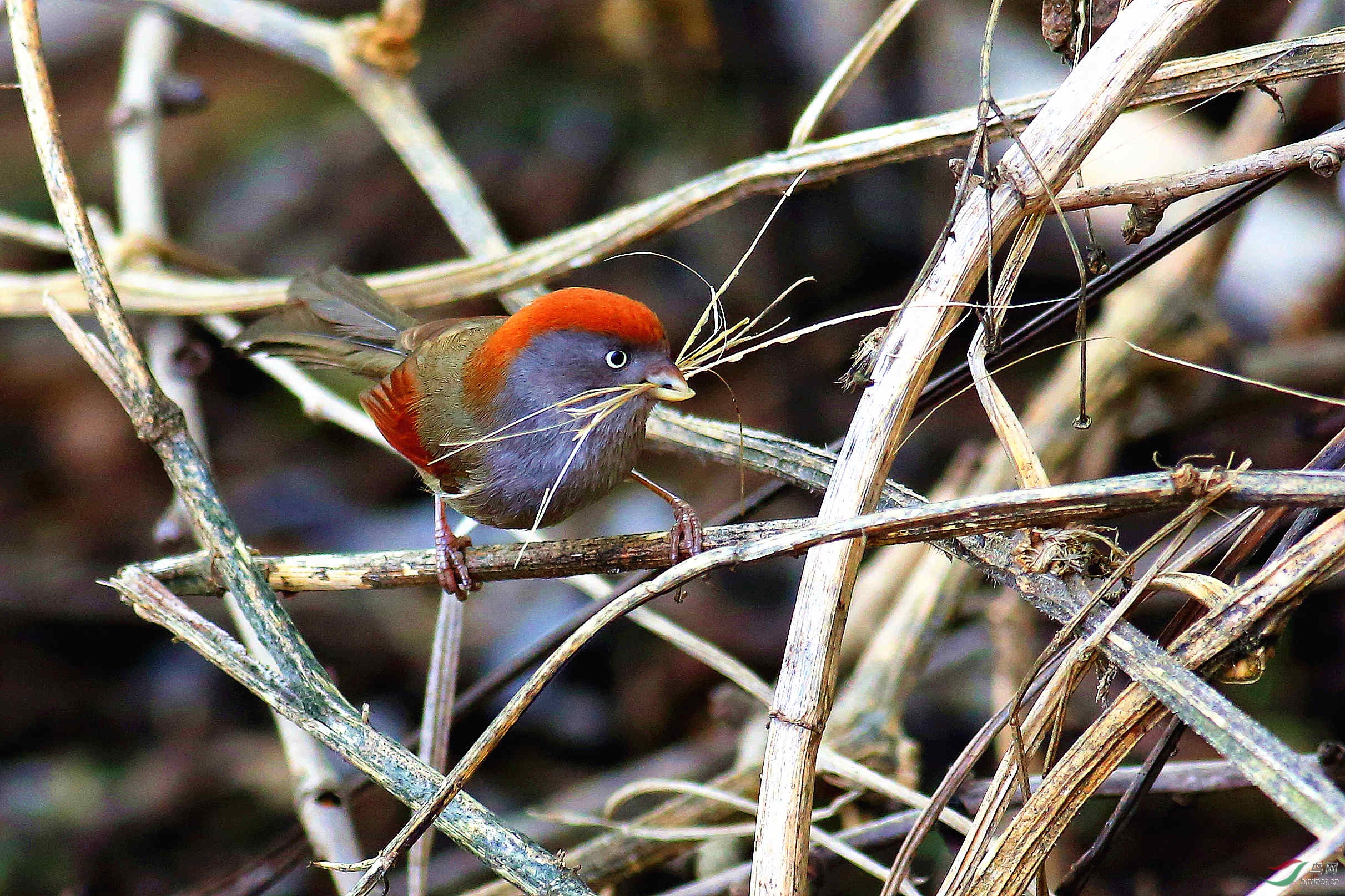 灰喉鸦雀刁材筑巢