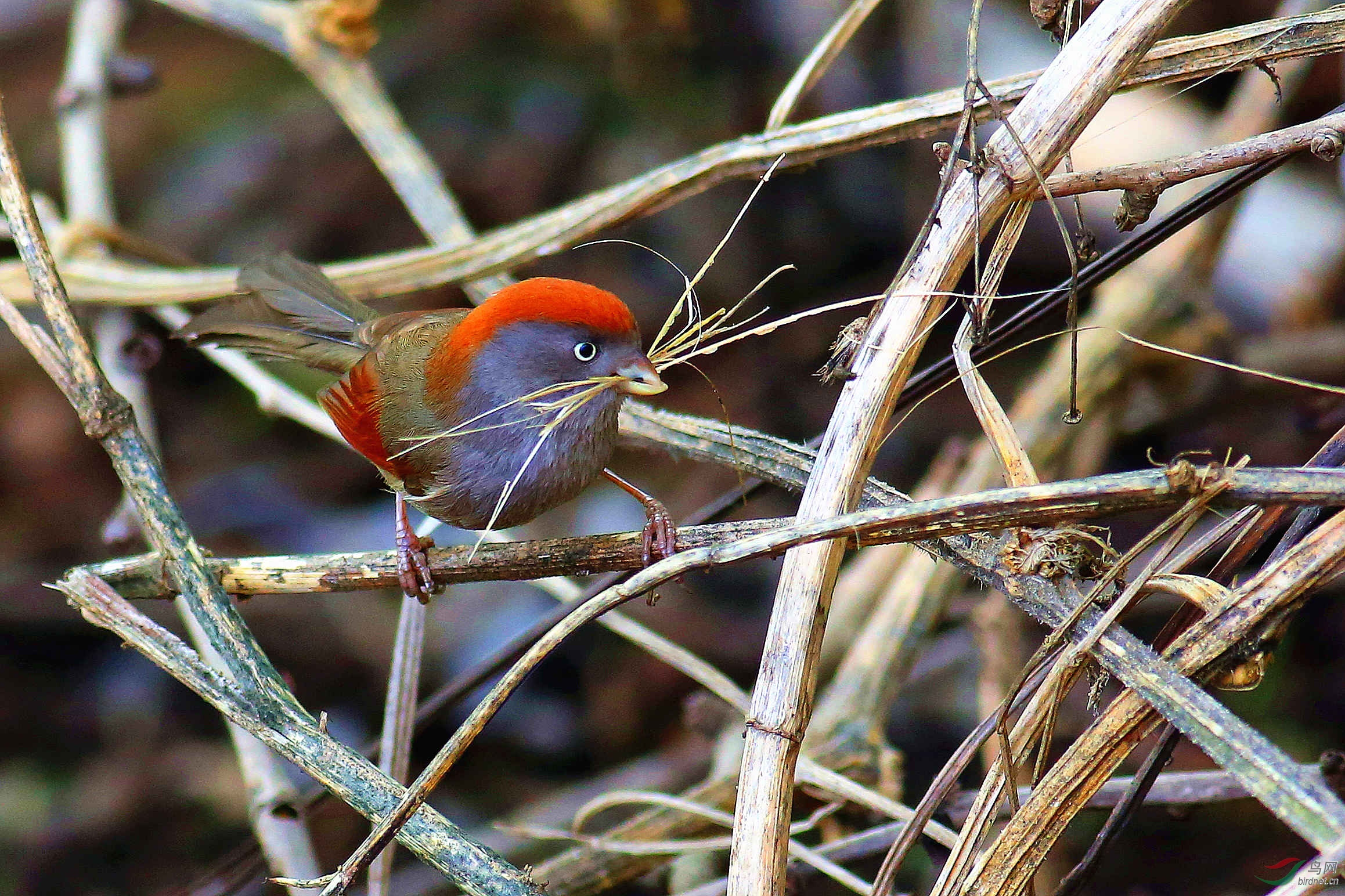 灰喉鸦雀刁材筑巢