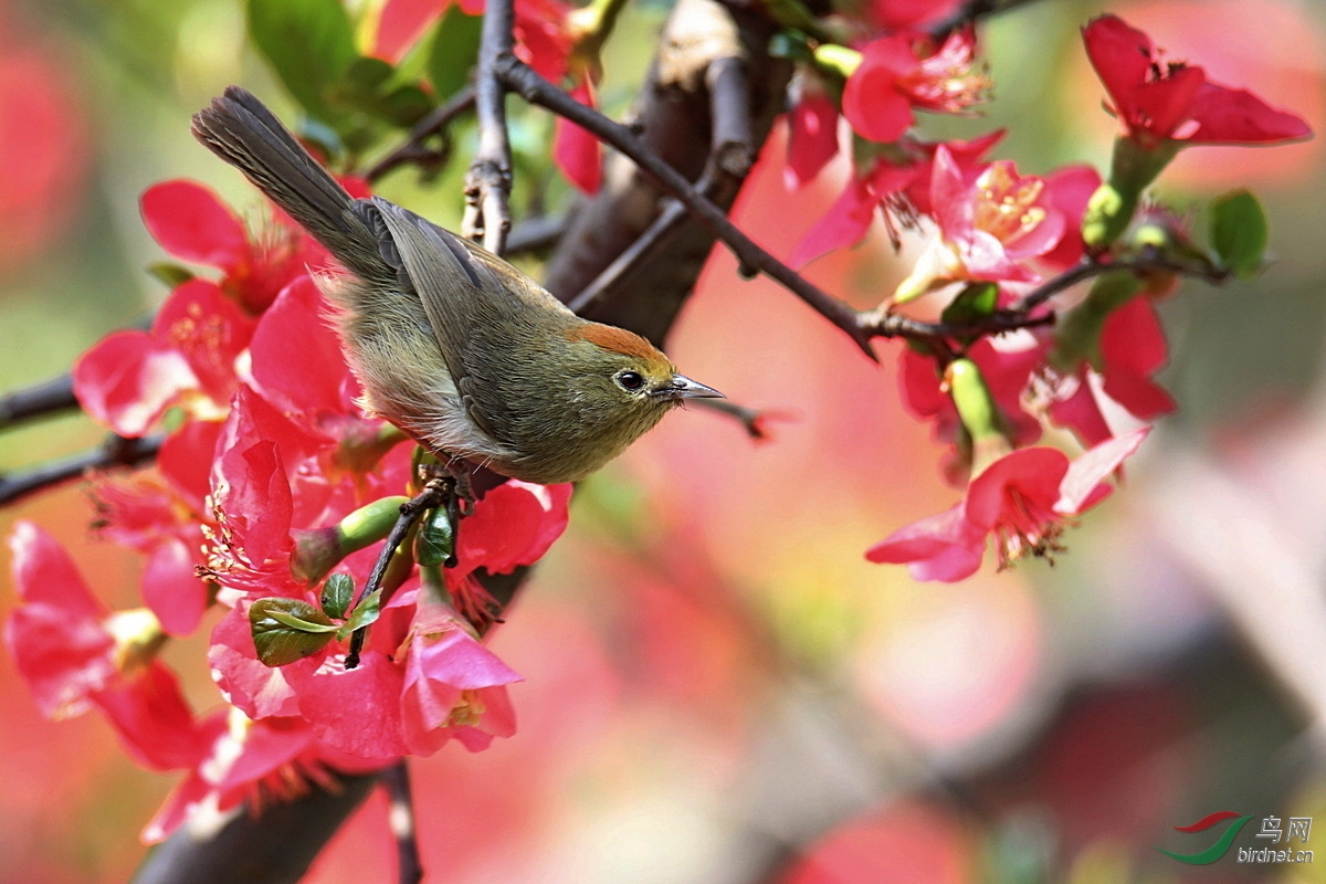 花儿为什么这样红红头穗鹛