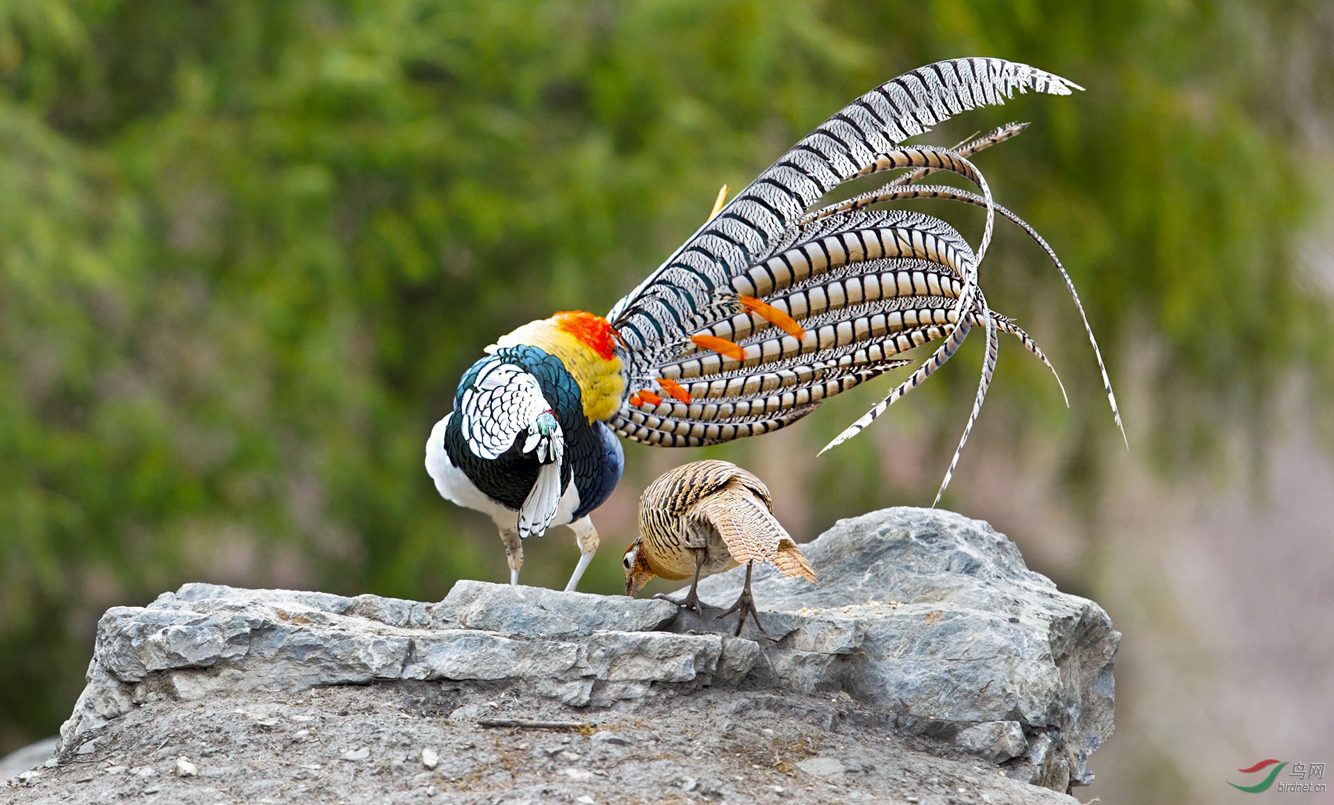 白腹锦鸡