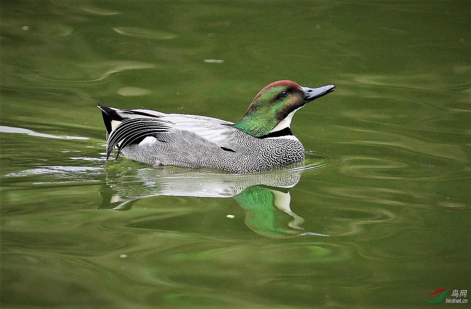 洋洋自得螺纹鸭