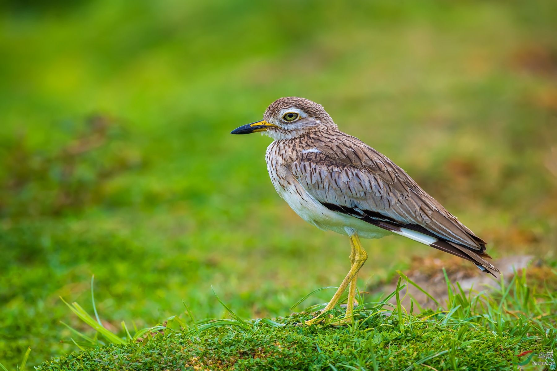 欧洲石鸻 - 重庆版 chongqing 鸟网