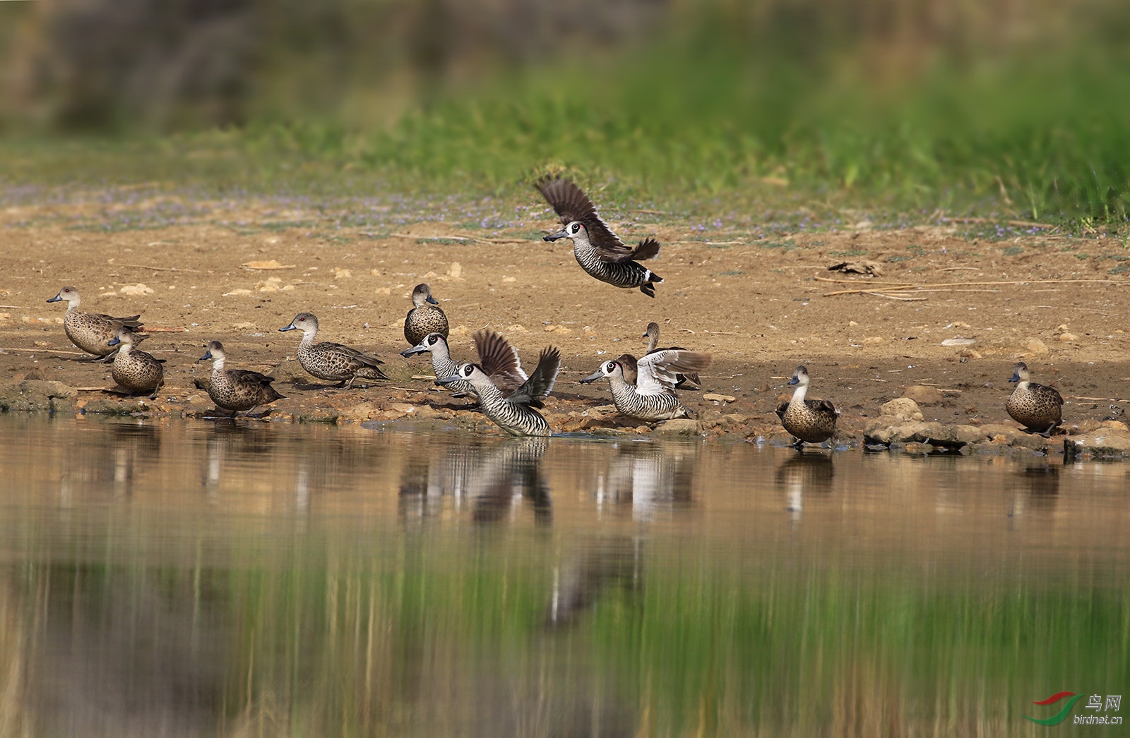 一群灰鸭红耳鸭