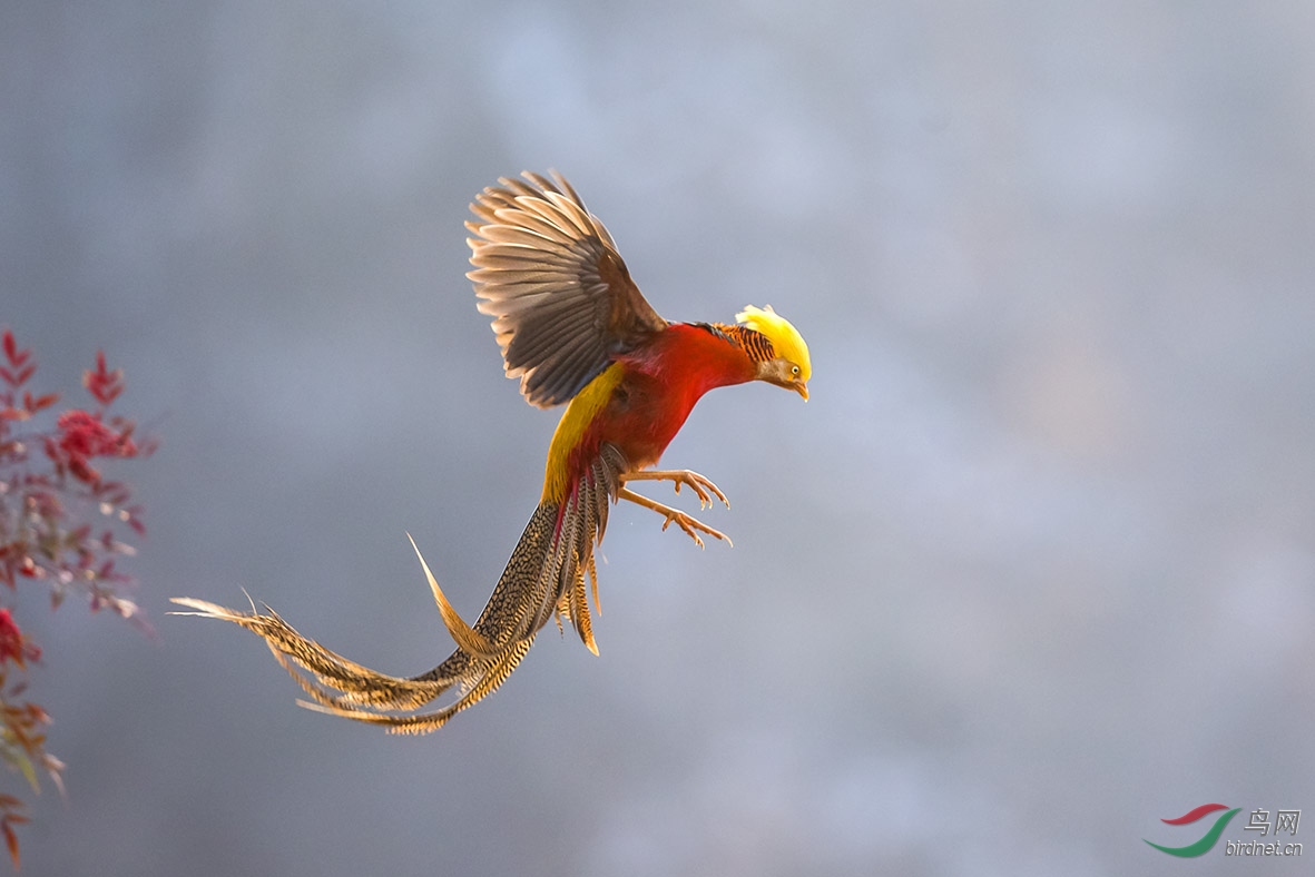 甘山飞出金凤凰