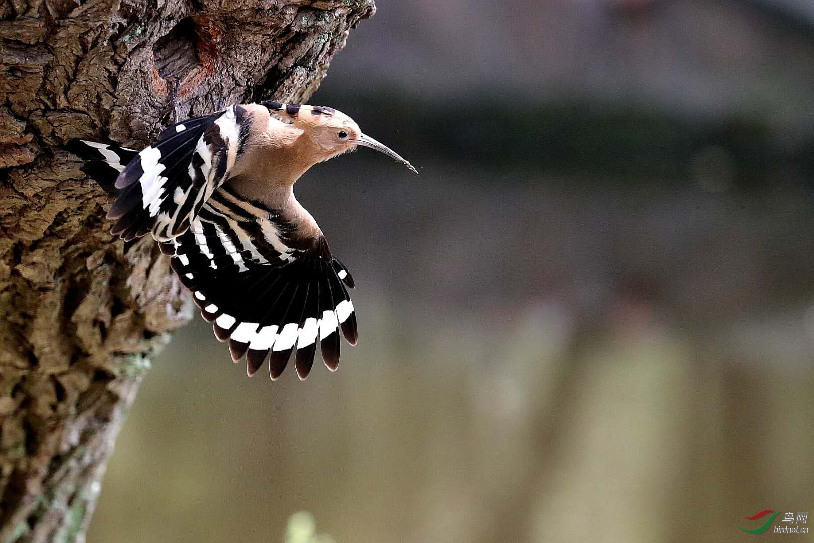 戴勝鳥