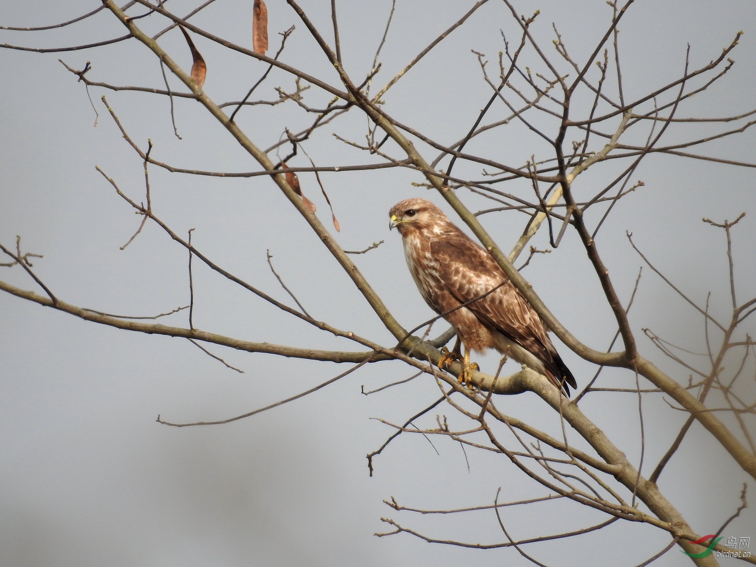 我用尼康p900s拍鸟的一点感受