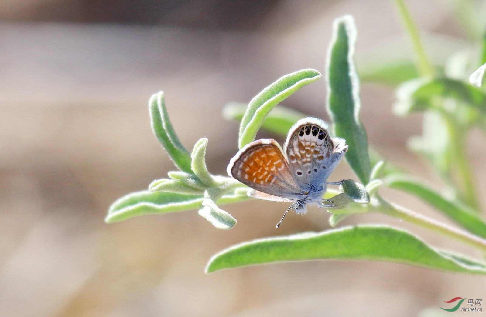 western pygmy blue, 世界上最小的蝴蝶之一,展翅最大3/4吋,特徵是后