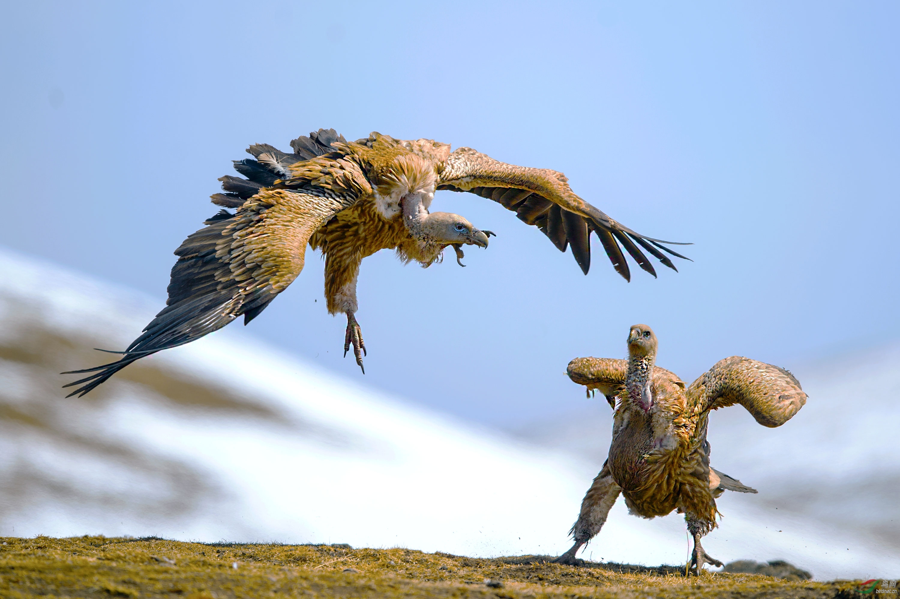 (高山兀鹫)兀鹫(祝贺荣获首页鸟类精华)