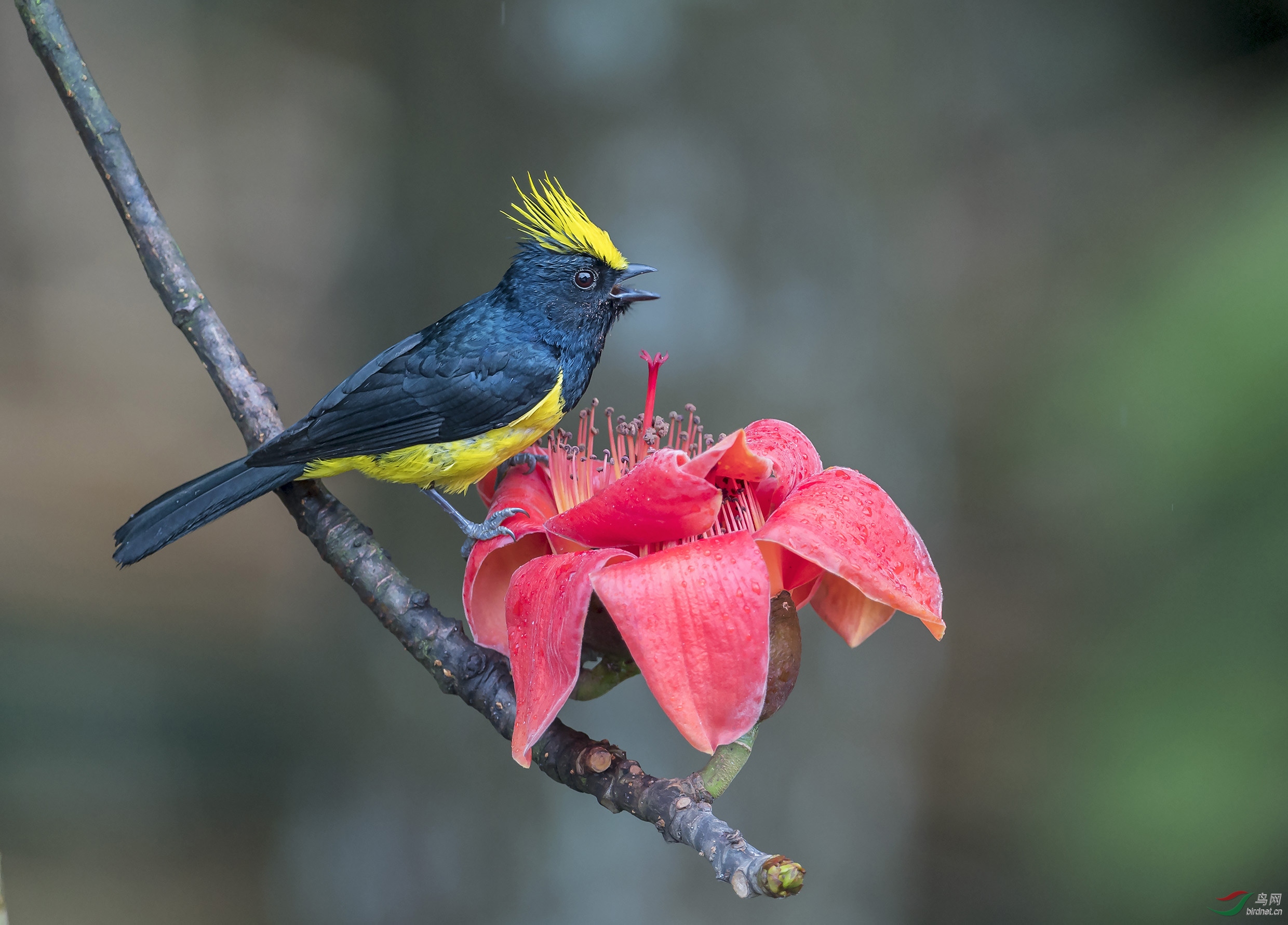 林鸟冕雀花花公子贺荣获首页精华