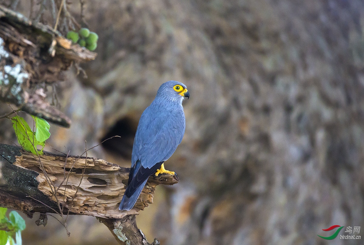 【看图说画】灰隼