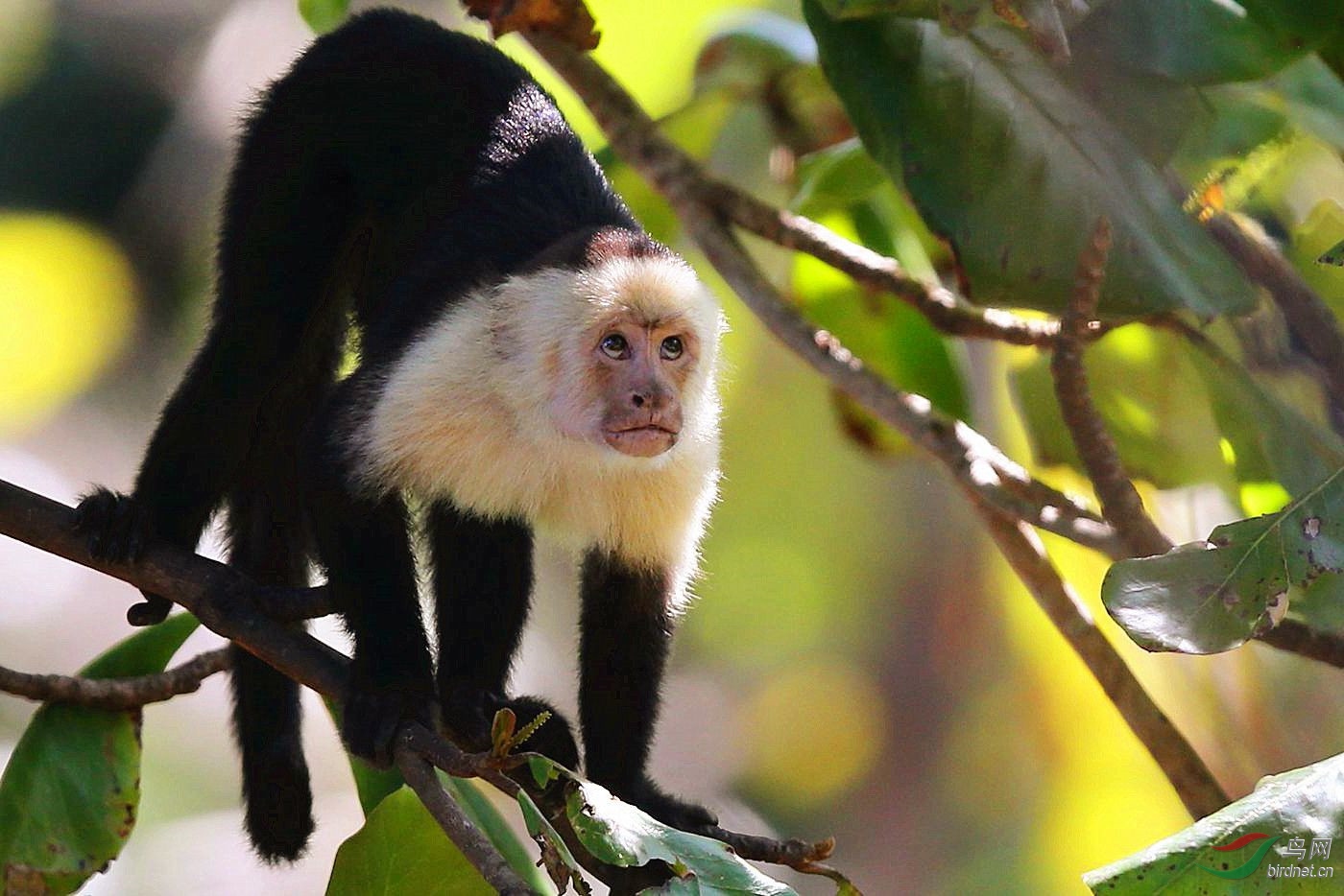 哥斯达黎加白脸卷尾猴