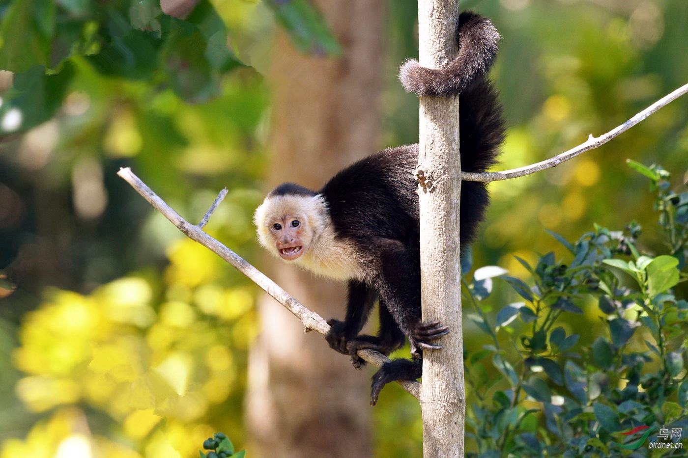 哥斯达黎加白脸卷尾猴