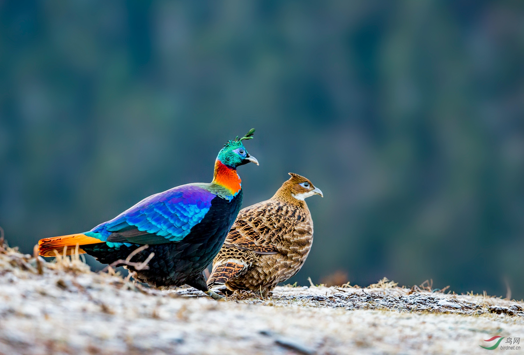 成双成对——棕尾虹雉