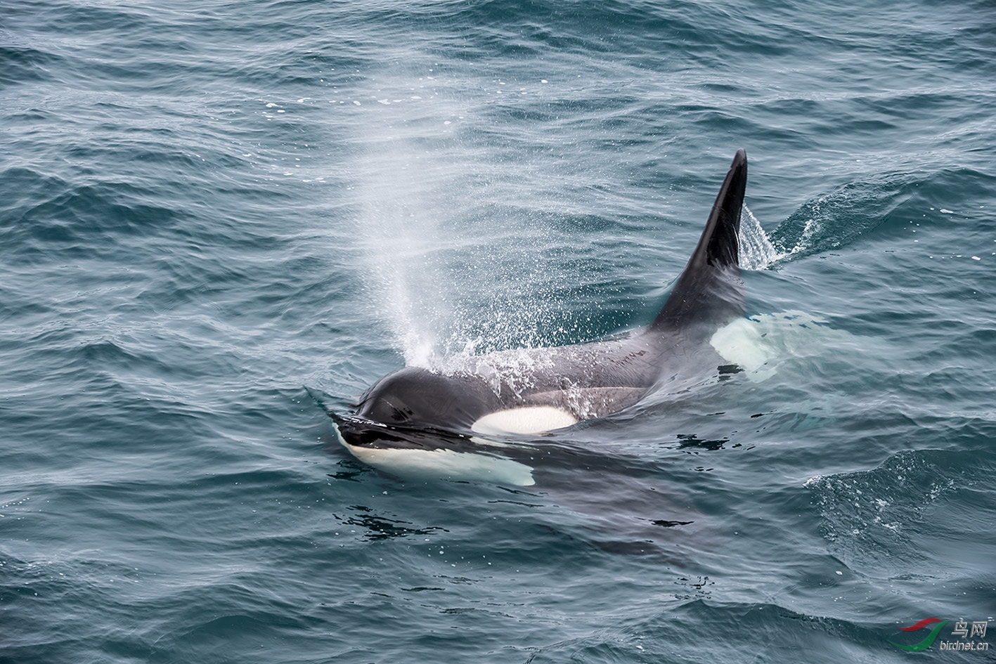 南极虎鲸和大西洋虎鲸图片
