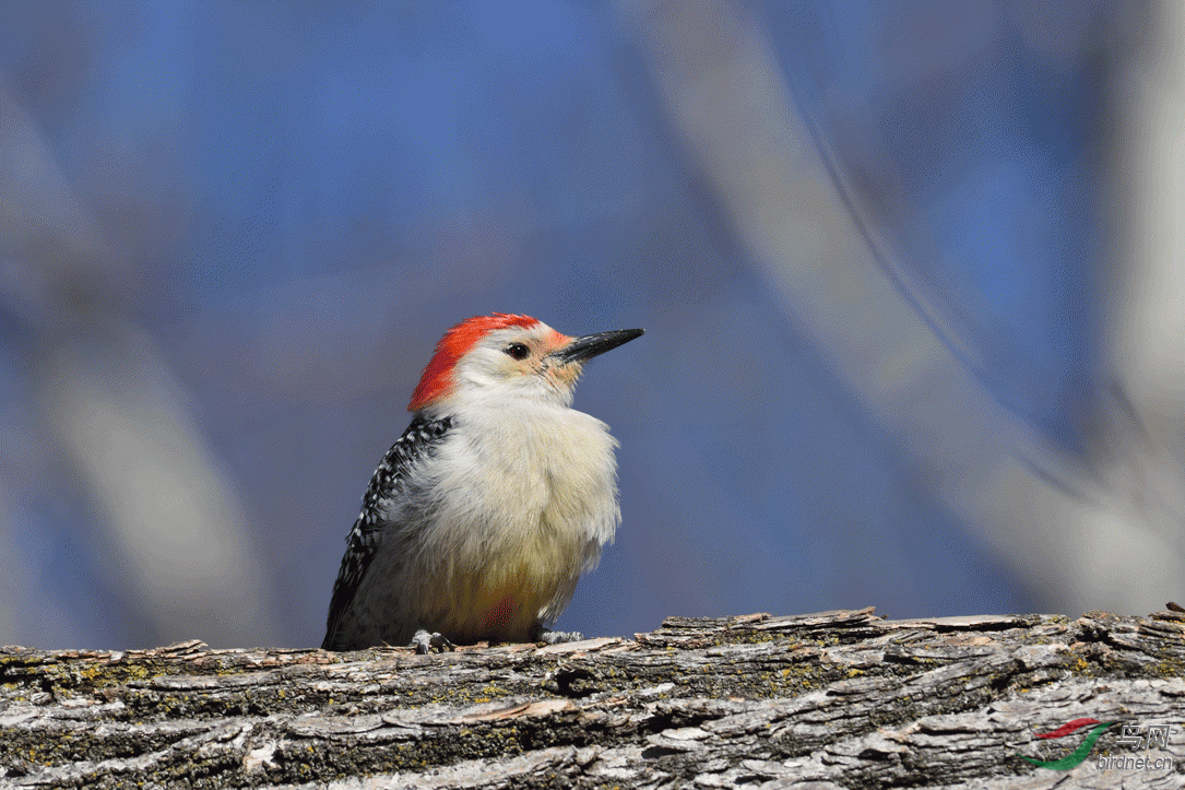 红顶啄木鸟