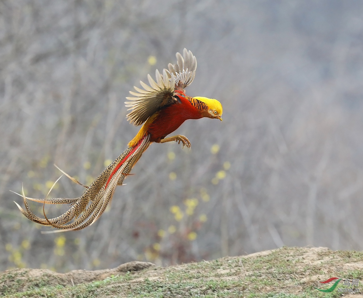 鳥中鳳凰