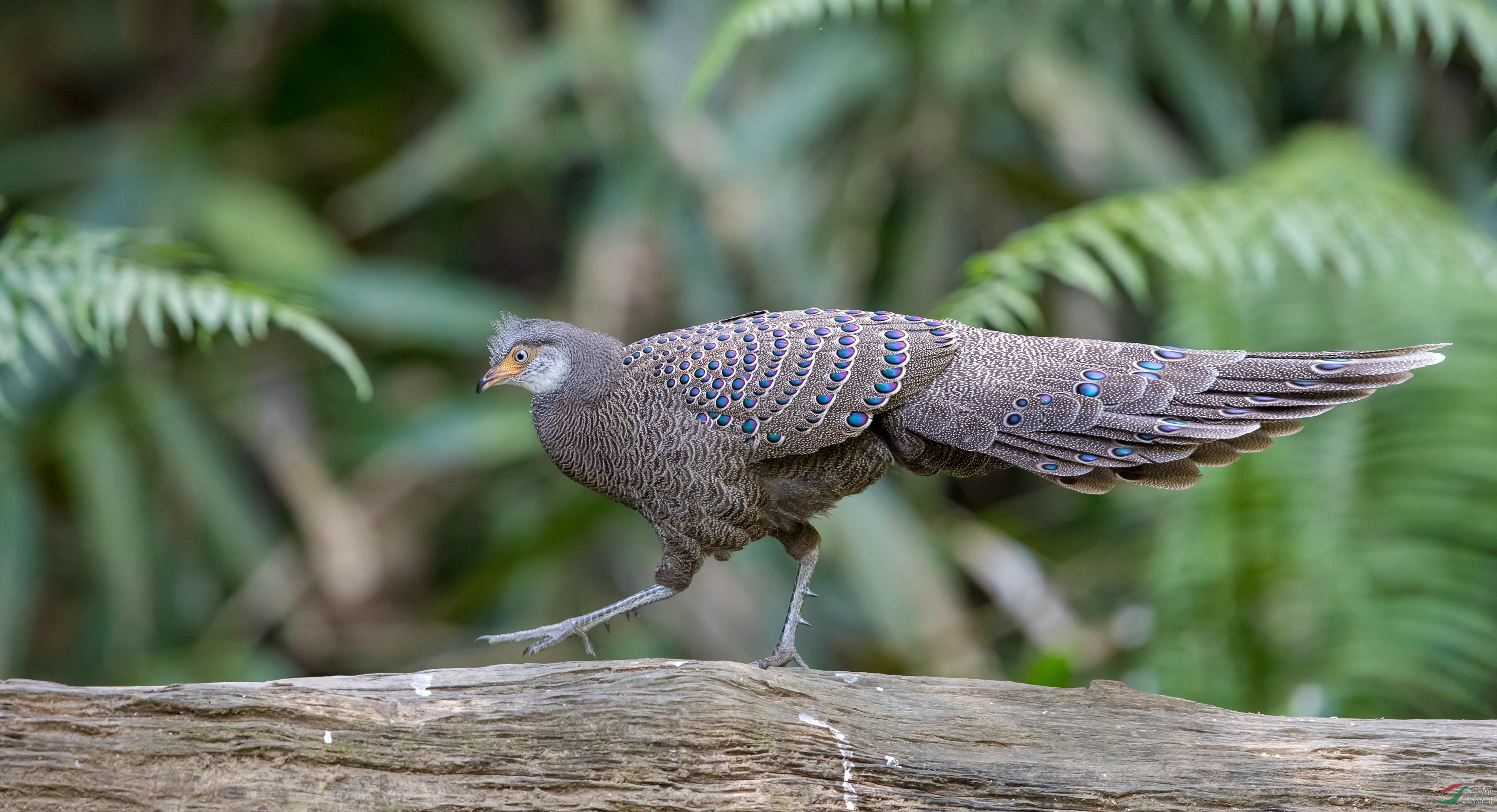 小心翼翼——灰孔雀雉
