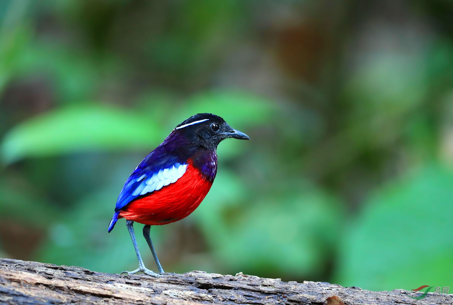 黑头八色鸫贺获鸟类精华
