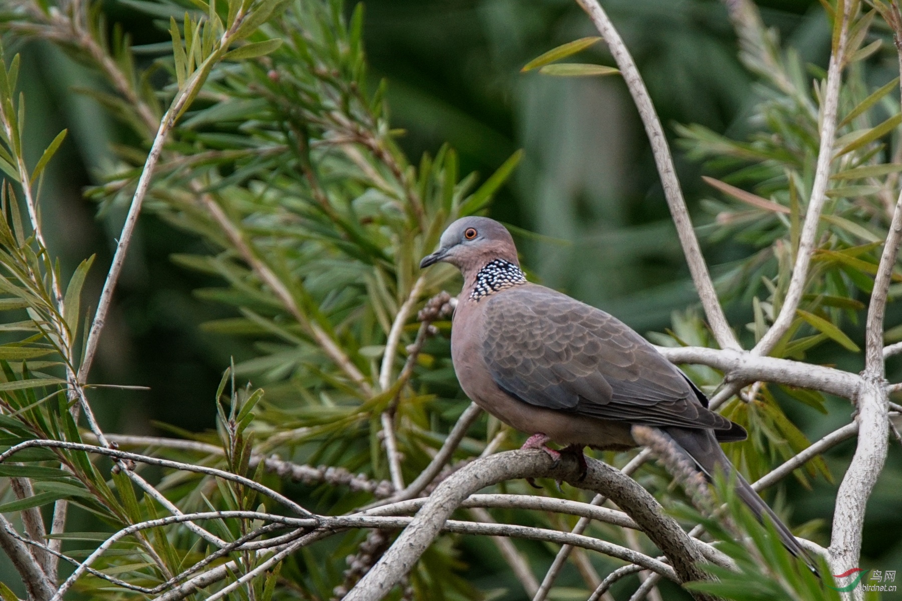 珠頸斑鳩