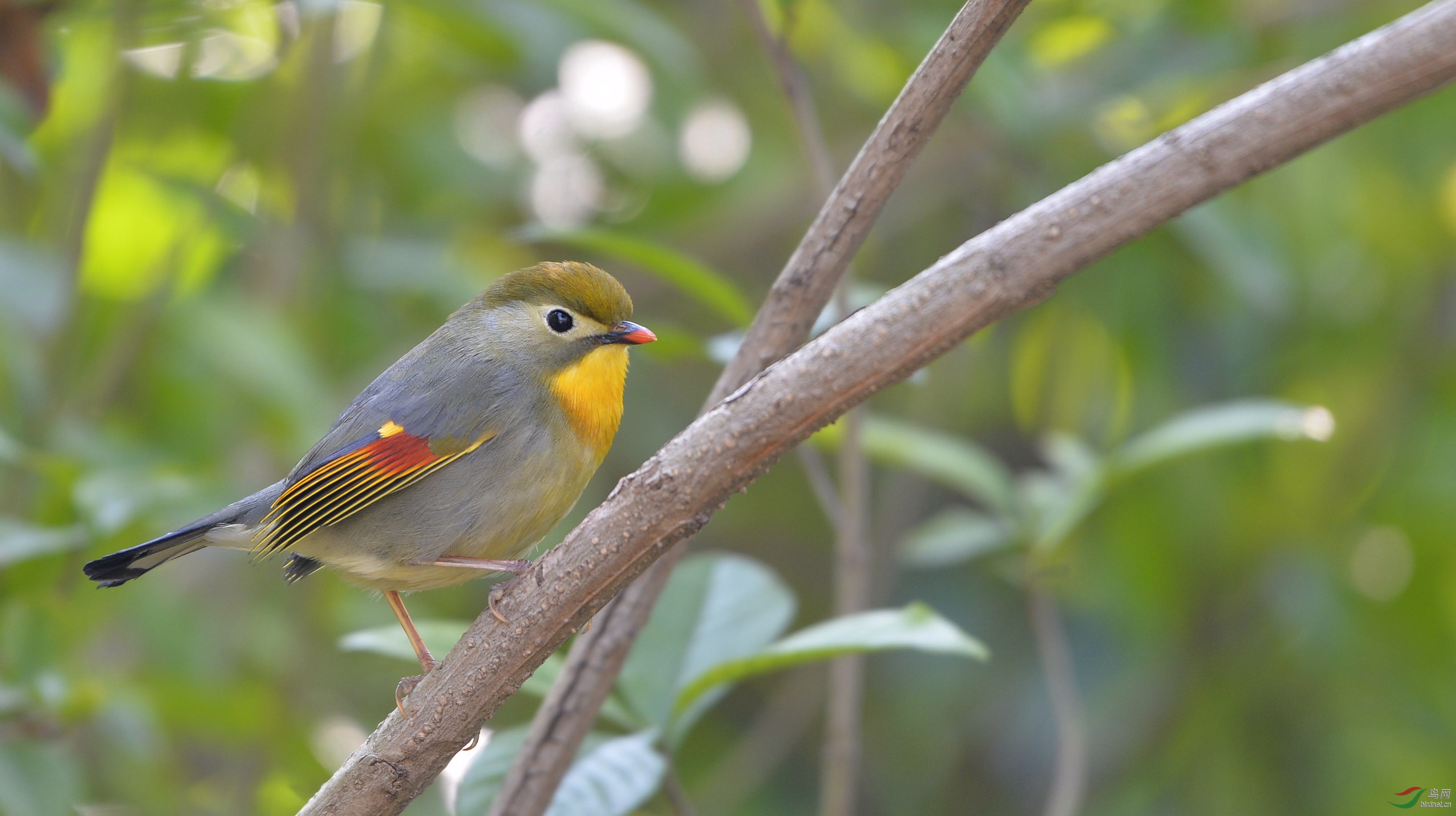 [林鸟] 我是一只普普通通的小鸟----红嘴相思鸟