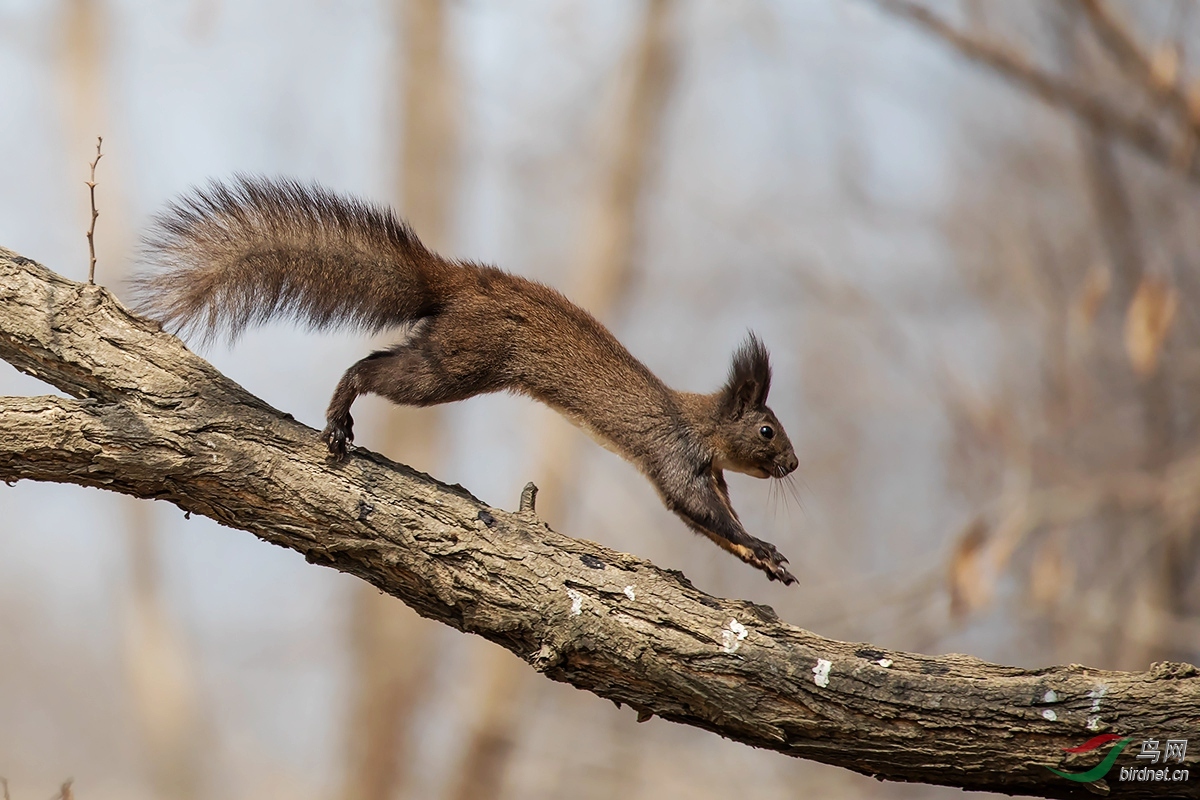 《跳跃》——松鼠