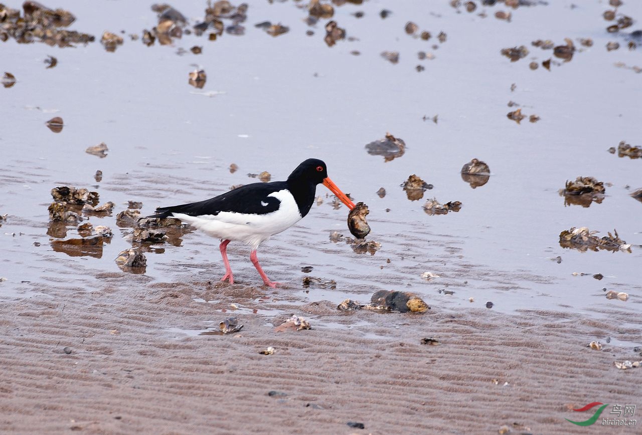 蛎鹬吃海蛎