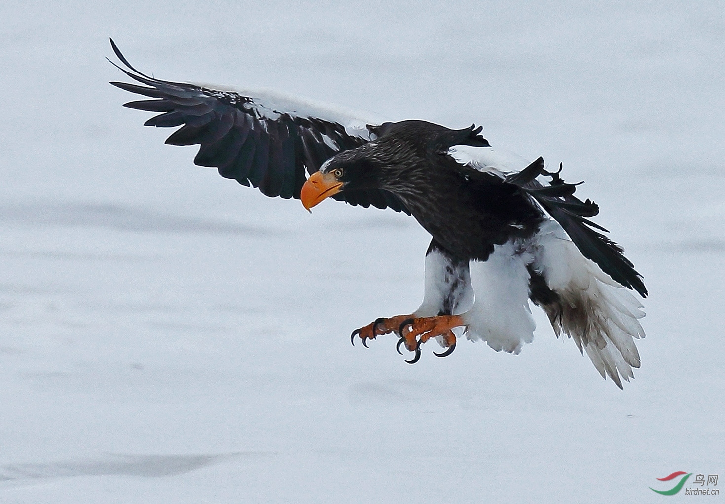 霸气的虎头海雕