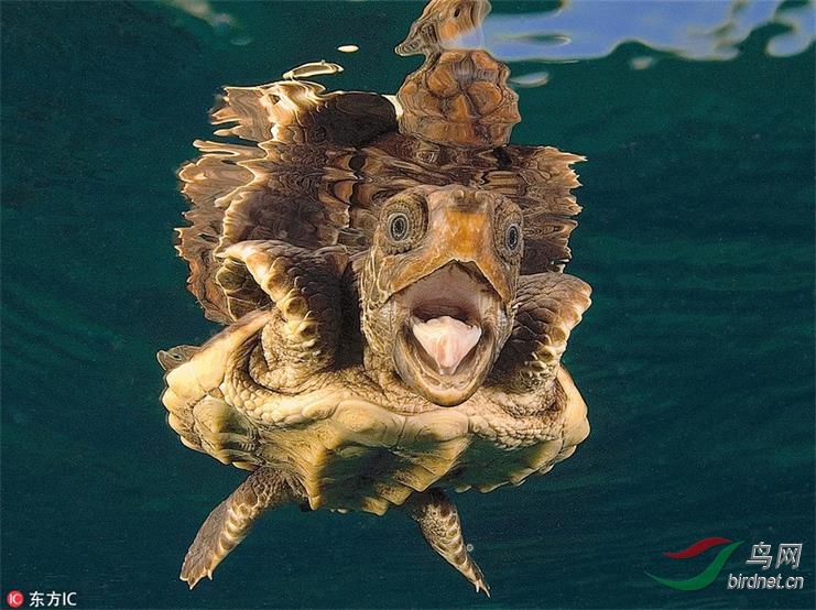 动物犯傻表情包你们简直是用生命在搞笑