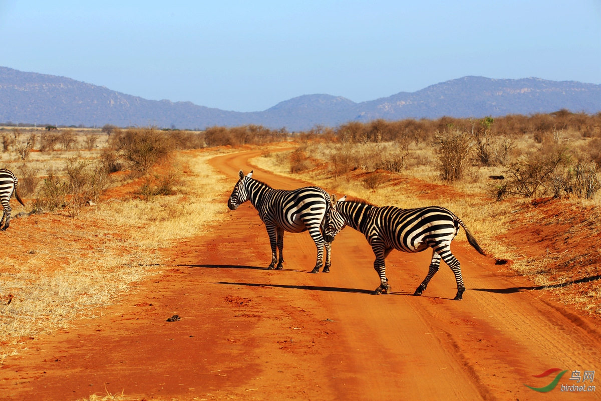 细纹斑马与普通斑马的辨识