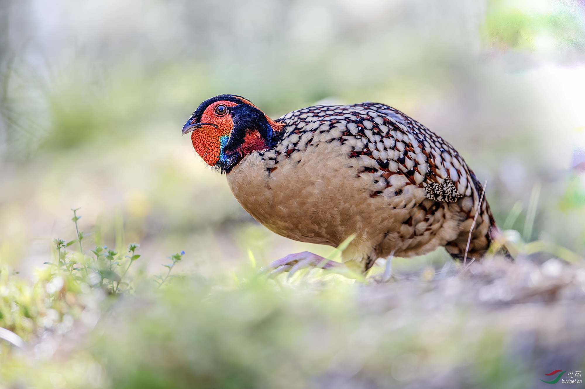 春光三月寿雉欢