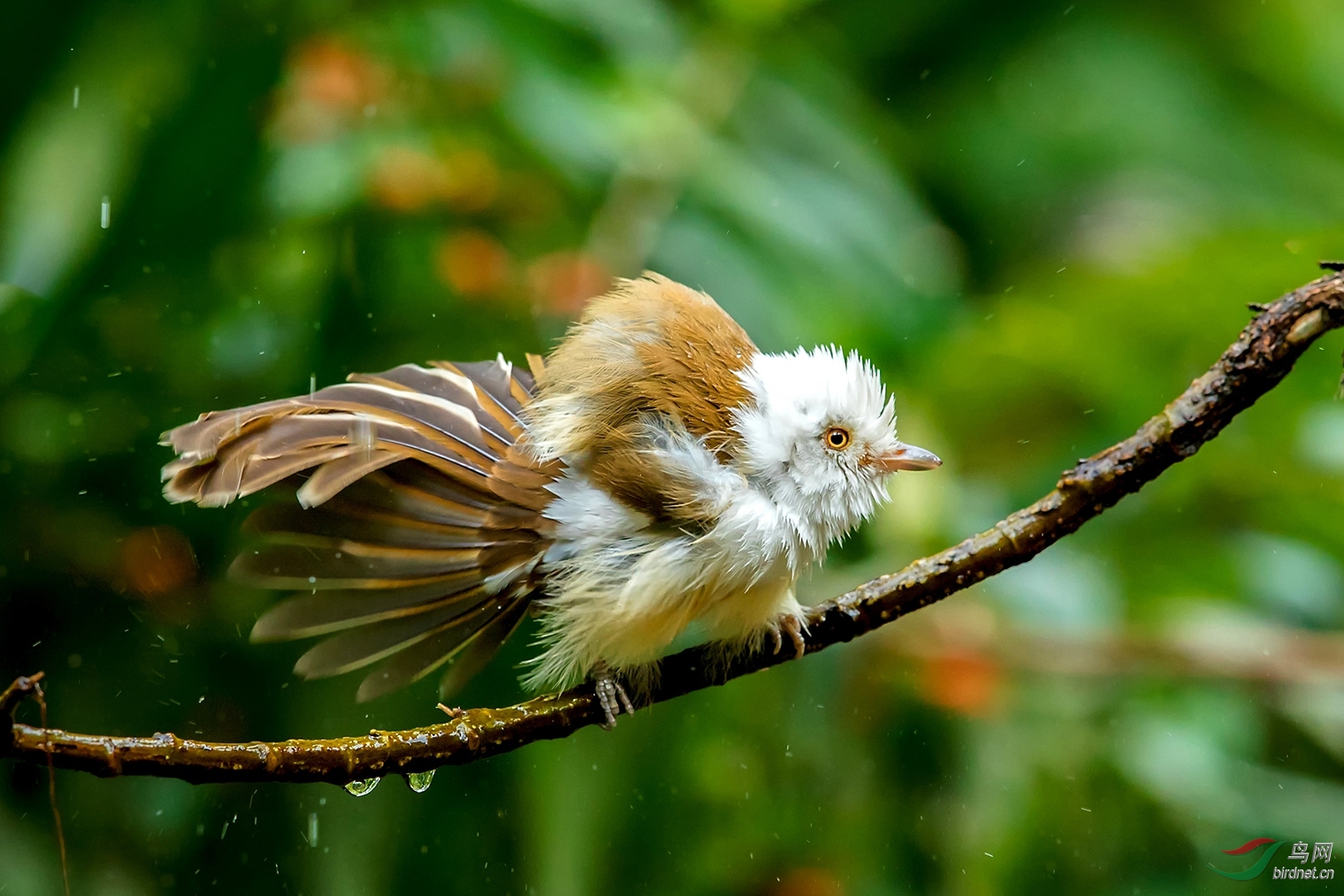 祝贺虫朋鸟友老师荣任西藏版版主.