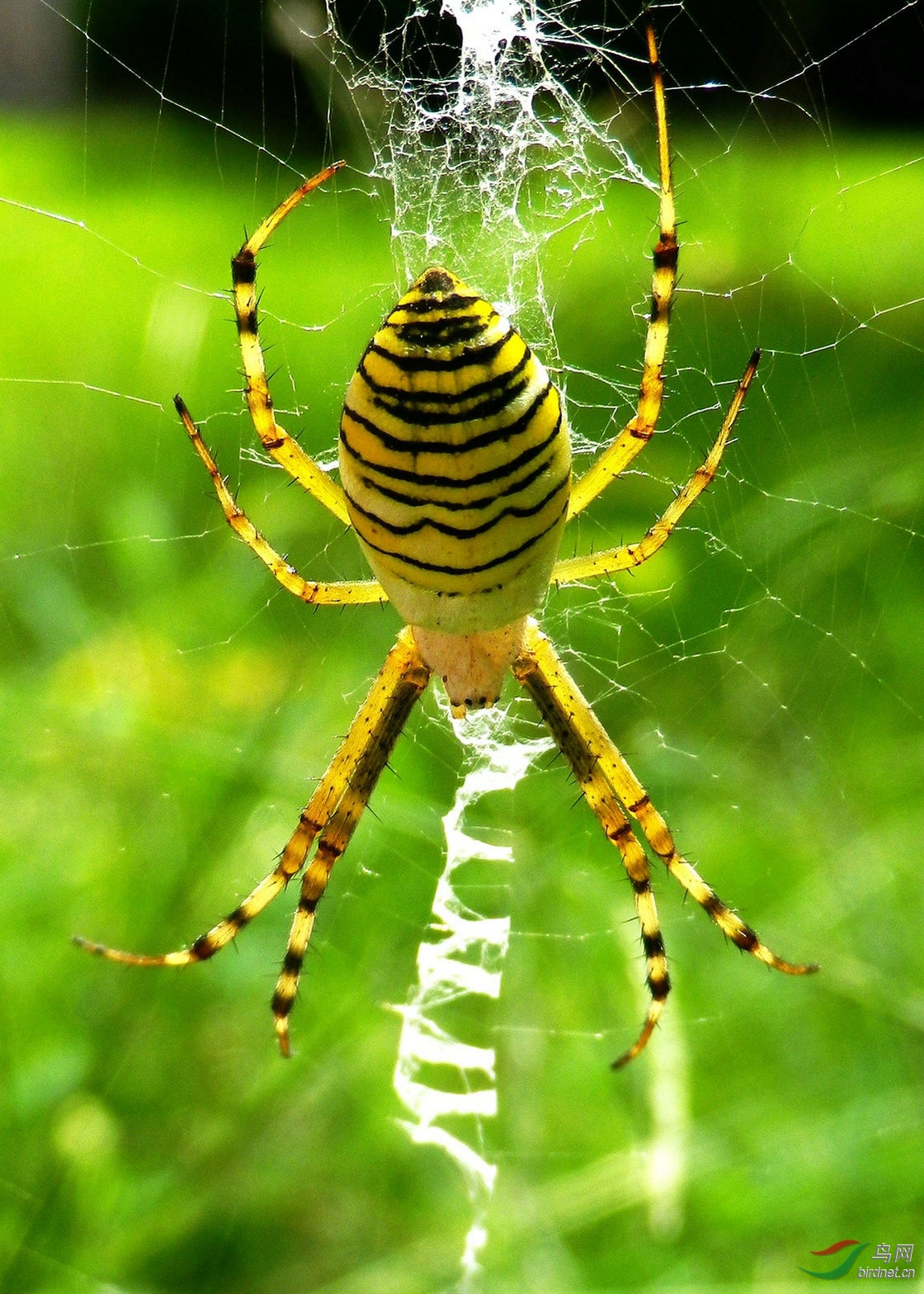 上网(横纹金蛛)
