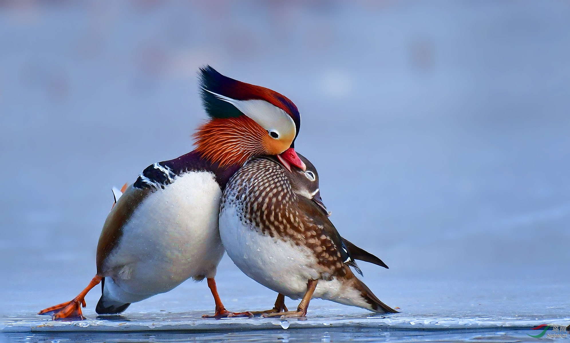 (鸳鸯)深情的吻(祝贺荣获首页鸟类精华)