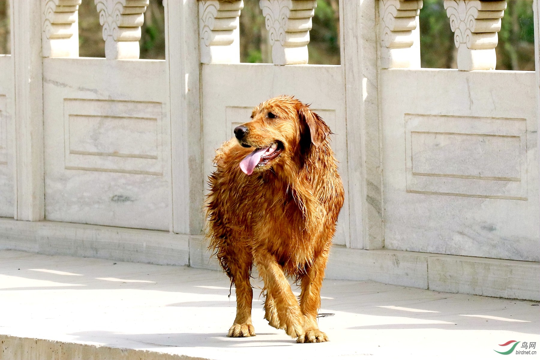 刚游完泳的黄金犬