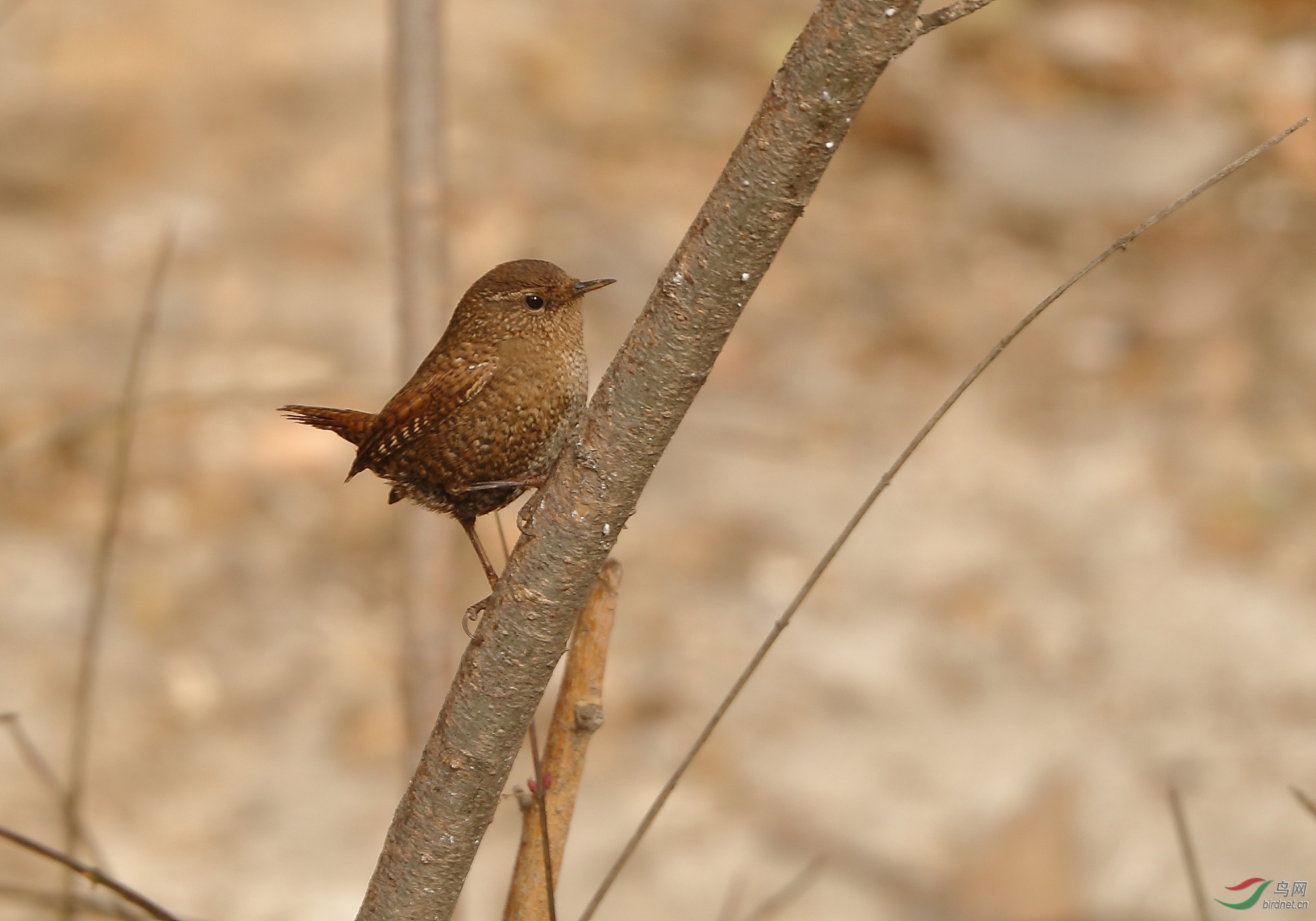 2018滹沱河畔的野生鸟滹沱河鸟136鹪鹩