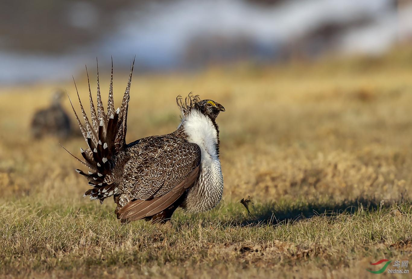 艾草松鸡的雄姿
