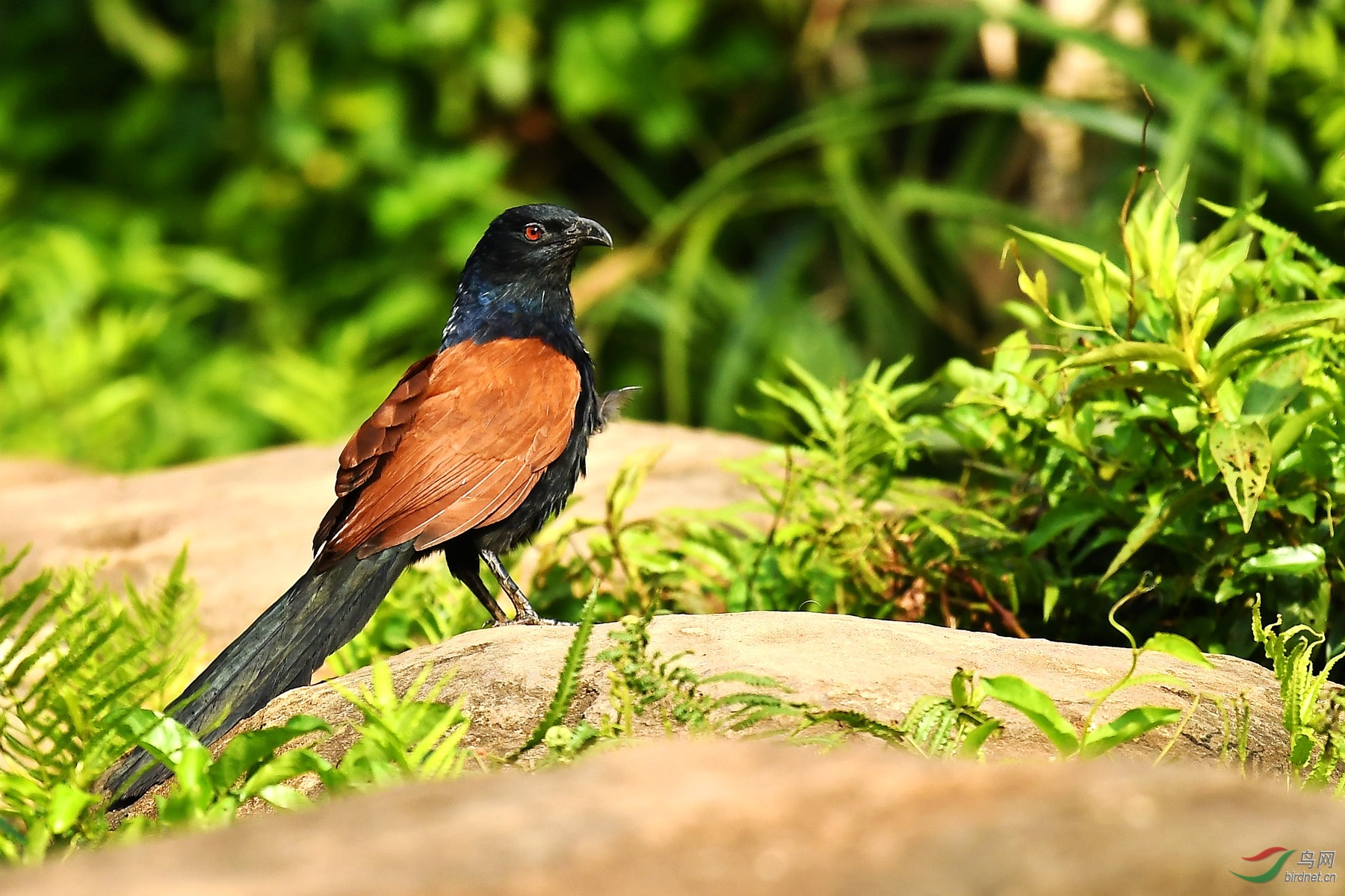 海南岛常见鸟类大全图片